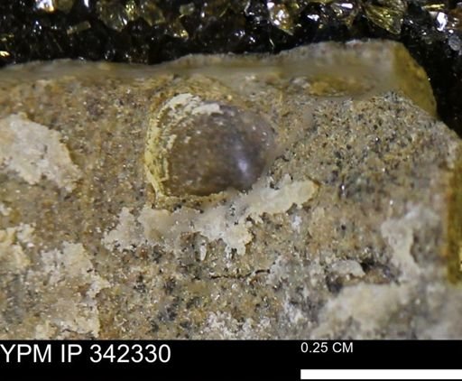 Protocardia?