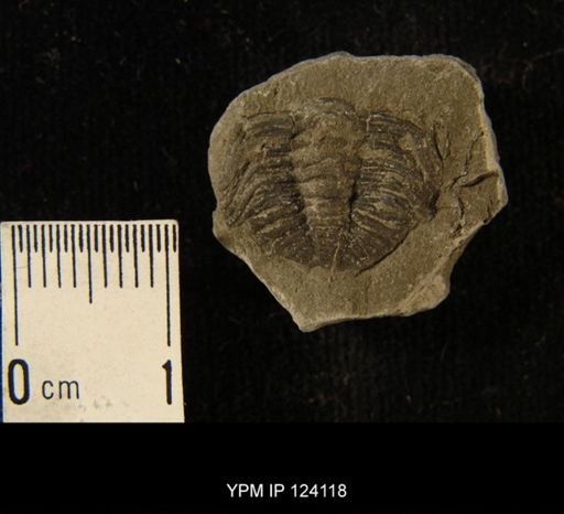 Phacops rana