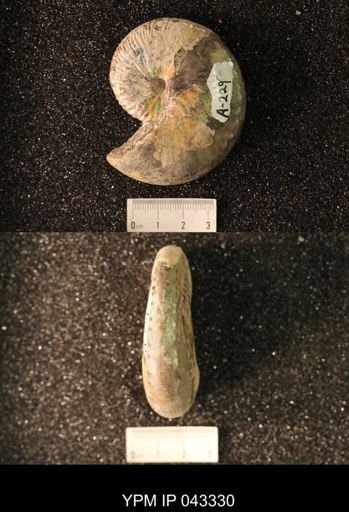 Hoploscaphites nicolletii
