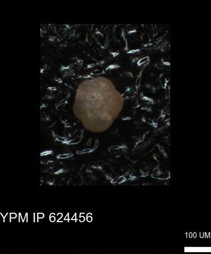undet. Foraminiferida