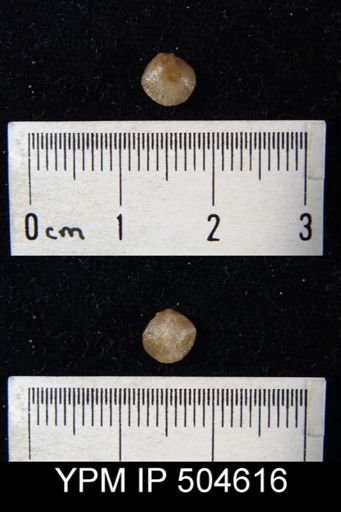 undet. Orthida
