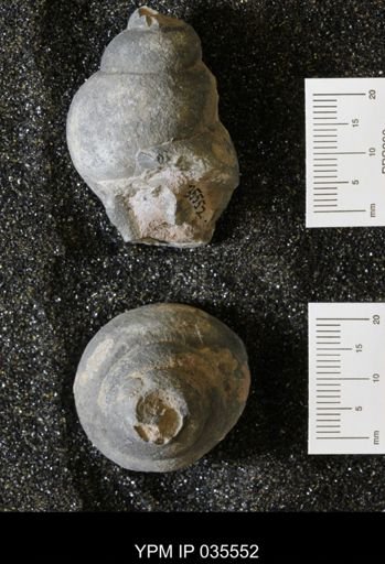 Campeloma harlowtonensis