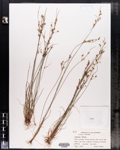 Juncus tenuis