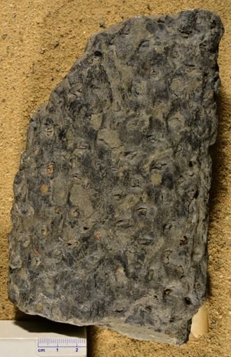 Stigmaria sp.