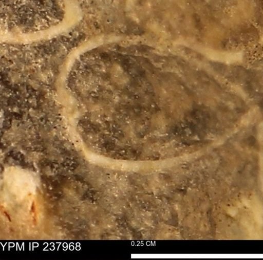 Limopsis striatopunctatus