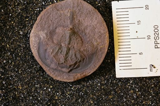 Euproops danae