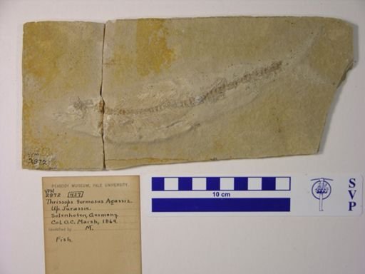 Thrissops formosus