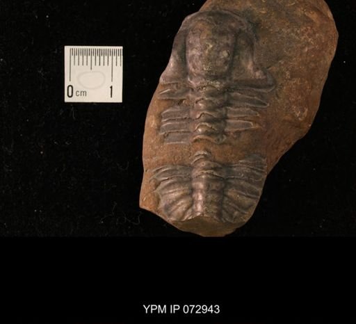 Olenoides curticei