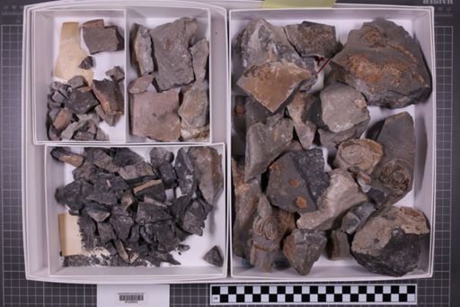mixed taxa, stratigraphic collection
