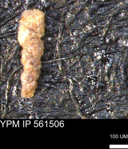 Verneuilinoides hectori