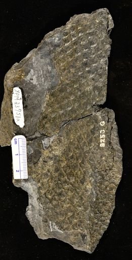 Lepidodendron lanceolatum