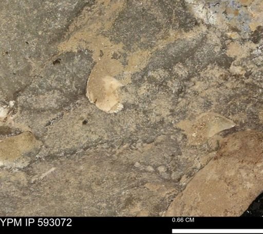 undet. Bivalvia