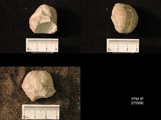 Pustula nebrascensis