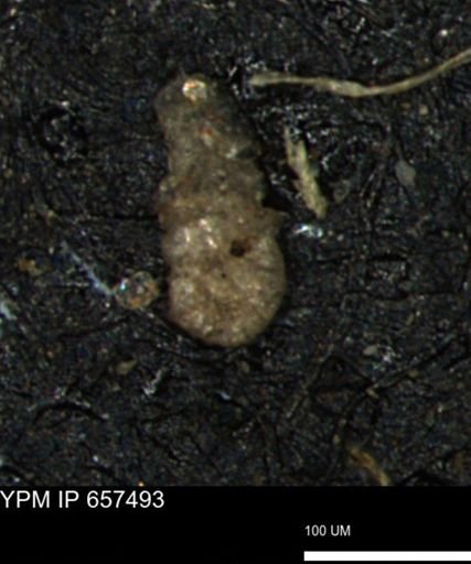 Ammobaculoides phaulus