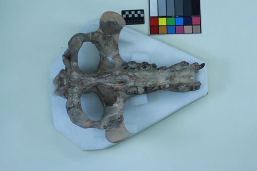 Archaeotherium mortoni