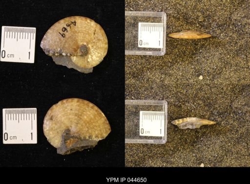 Sphenodiscus lenticularis
