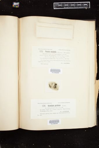 Hormidium parietinum