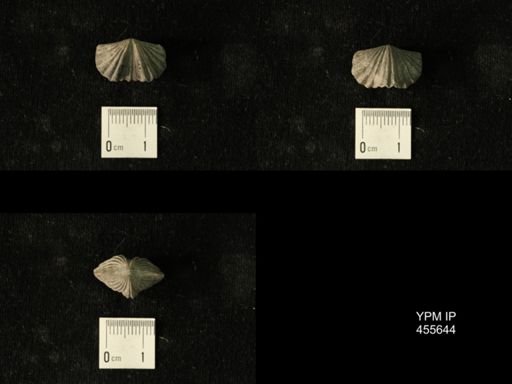 Platystrophia profundsulcata
