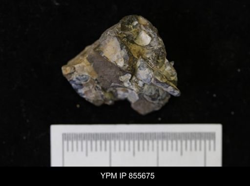 undet. Teredinidae