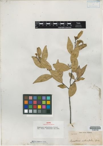 Symplocos salicifolia