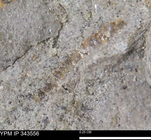 undet. Bivalvia