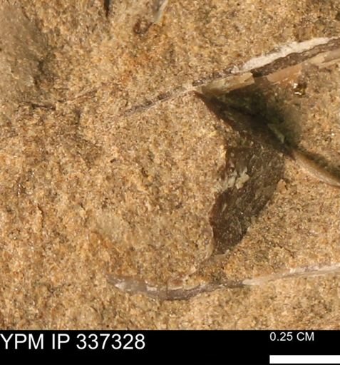 undet. Bivalvia