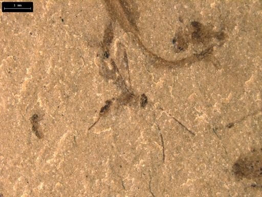 taxon undetermined