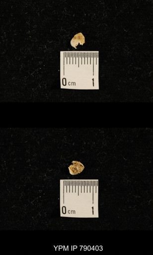 undet. Brachiopoda