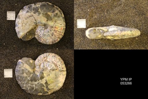 Discoscaphites conradi
