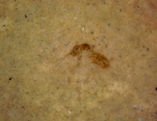 undet. Hexapoda