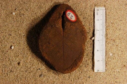 Betulites westii latifolia