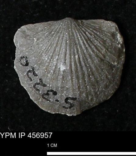 Stropheodonta sp.