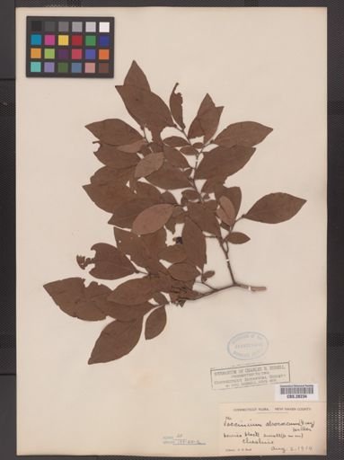 Vaccinium atrococcum