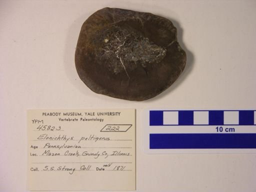 Elonichthys peltigerus