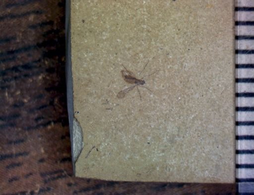 undet. Diptera