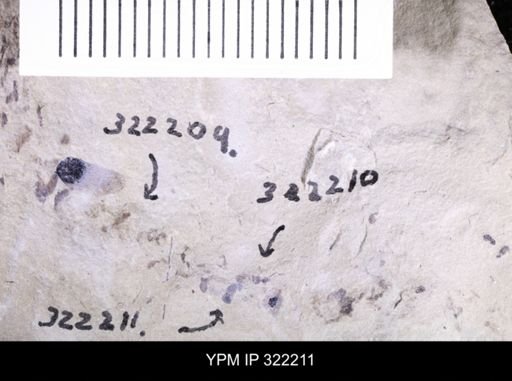 undet. Hymenoptera