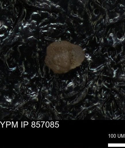 undet. Foraminiferida