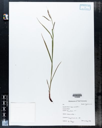 Carex arctata