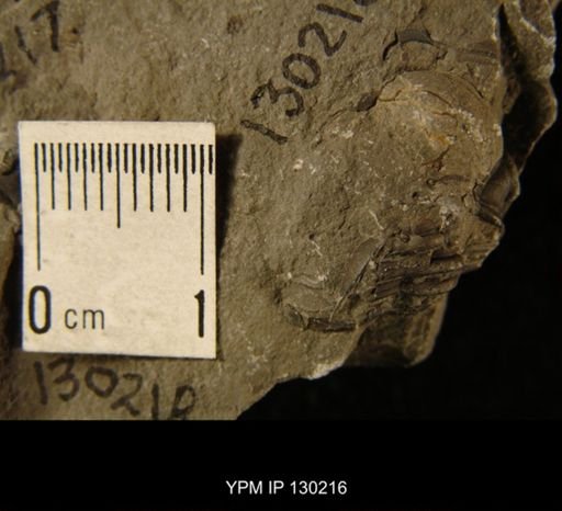 Eldredgeops rana