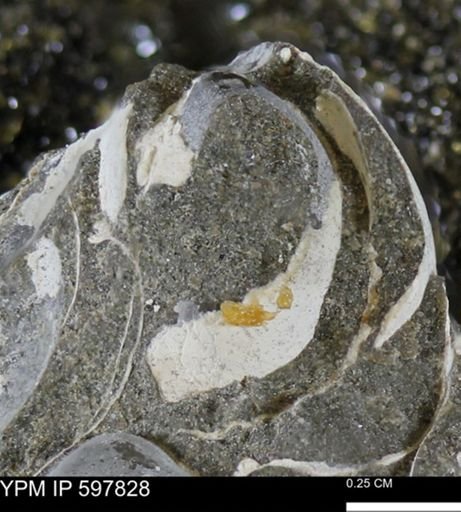 Limopsis striatopunctatus