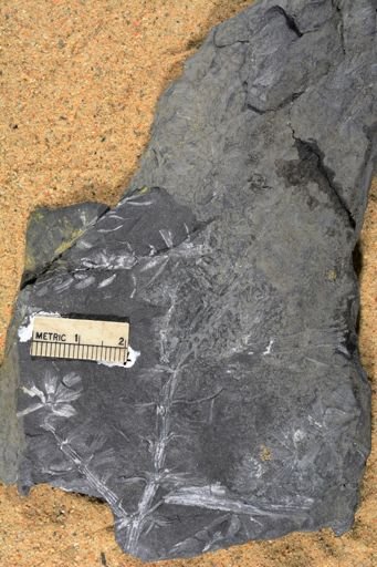 Sphenophyllum sp.