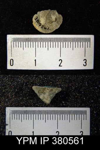 Cyrtina hamiltonensis recta