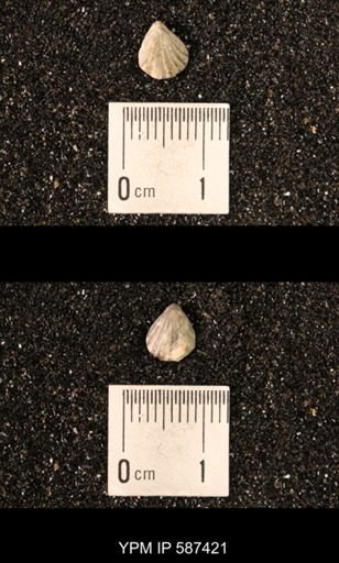 Camarotoechia whitei