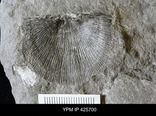undet. Strophomenidae