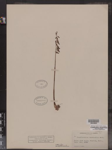 Corallorhiza odontorhiza