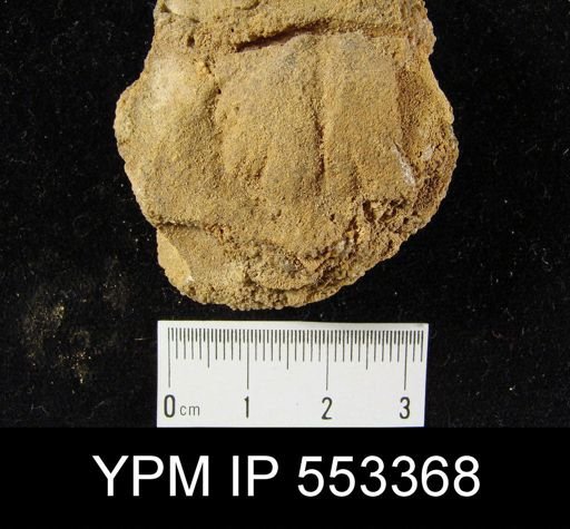 undet. Brachiopoda