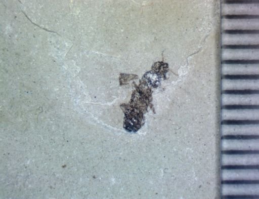 Staphylinidae?