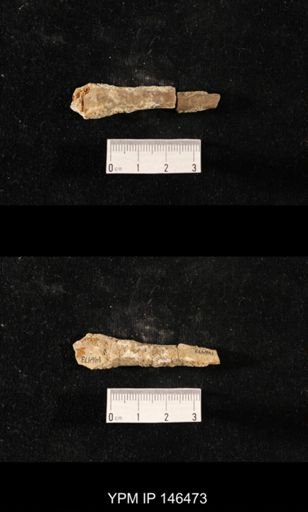 Orthoceras rushensis
