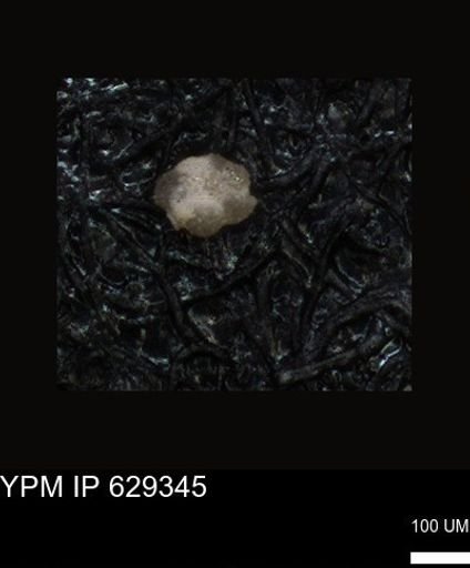 undet. Foraminiferida