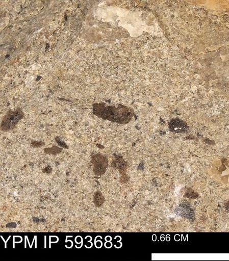 Baculites sp.